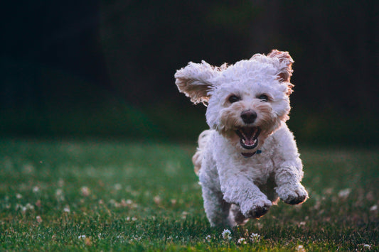 Cannabidiol (CBD) para mascotas